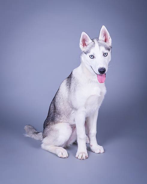 istock Dog on background. taken in a studio. 601403194