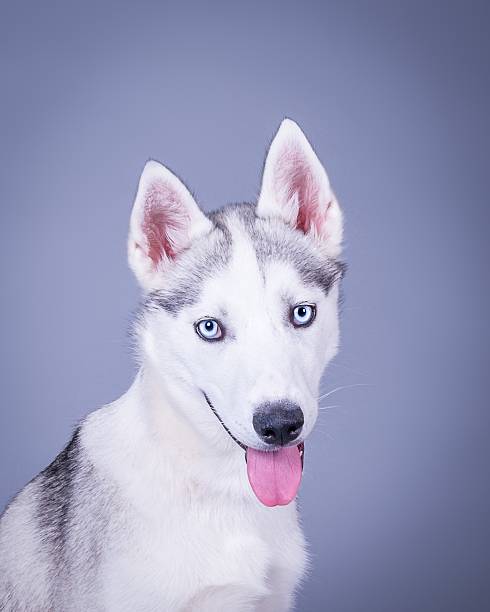 istock Dog on background. taken in a studio. 601403212