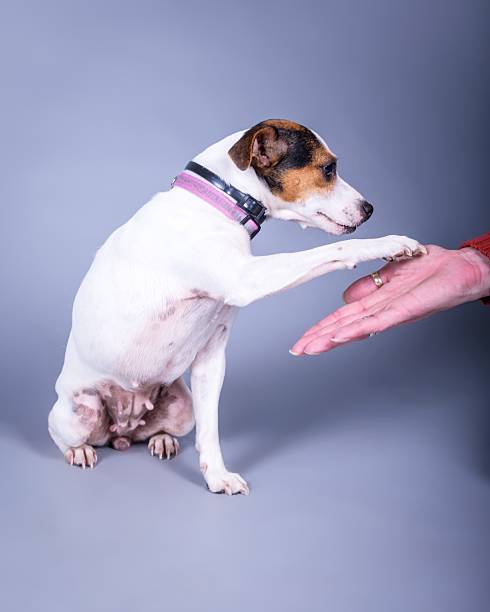 istock Dog on background. taken in a studio. 601403444