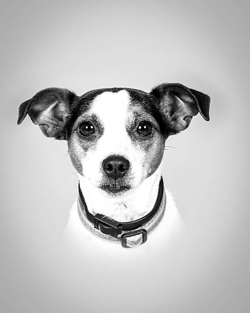 istock Dog on background. taken in a studio. 601403490