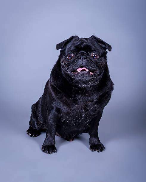 istock Dog on background. taken in a studio. 601403916