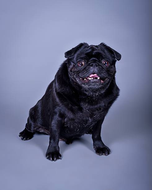 istock Dog on background. taken in a studio. 601403960