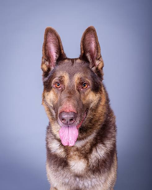 istock Dog on background. taken in a studio. 601895844