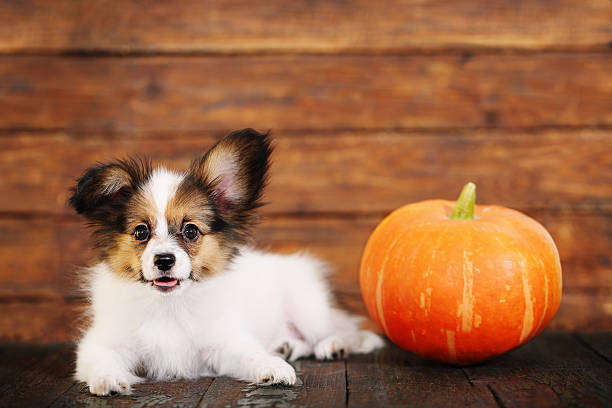 Portrait of a cute little puppy Papillon with pumpkin on a wooden background