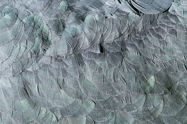 Extreme close-up of feathers of an marabu Extreme close-up of feathers of an marabu, background image marabu stork stock pictures, royalty-free photos & images