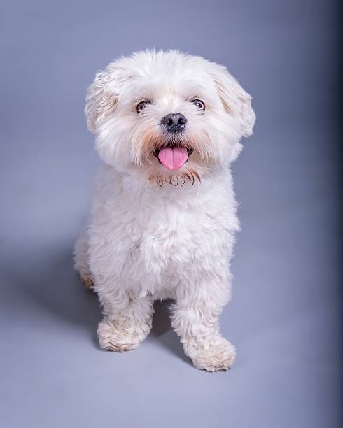 istock Dog on background. taken in a studio. 601897552