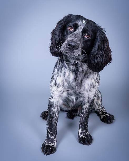 istock Dog on background. taken in a studio. 601898004