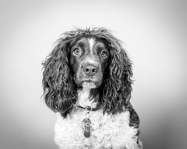 istock Dog on background. taken in a studio. 601899190