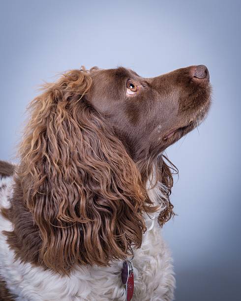 istock Dog on background. taken in a studio. 601899294