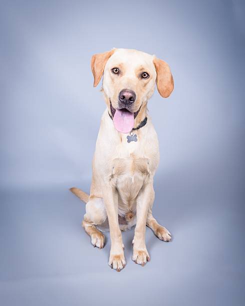 istock Dog on background. taken in a studio. 601899932