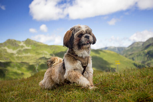 istock Dog in the mountains 601900828