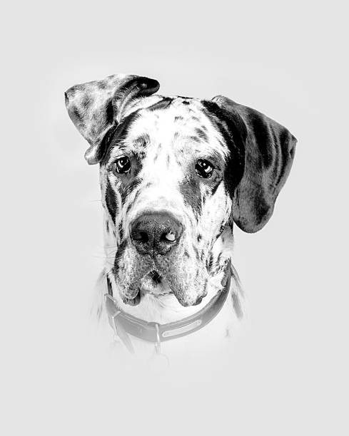 istock Dog on background. taken in a studio. 601901064