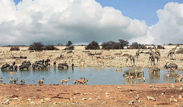 Photo of Busy waterhole in Etosha National park with many animals