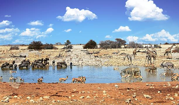 istock Vibrant Waterhole in Etosha with a blue cloudy sky 601903352