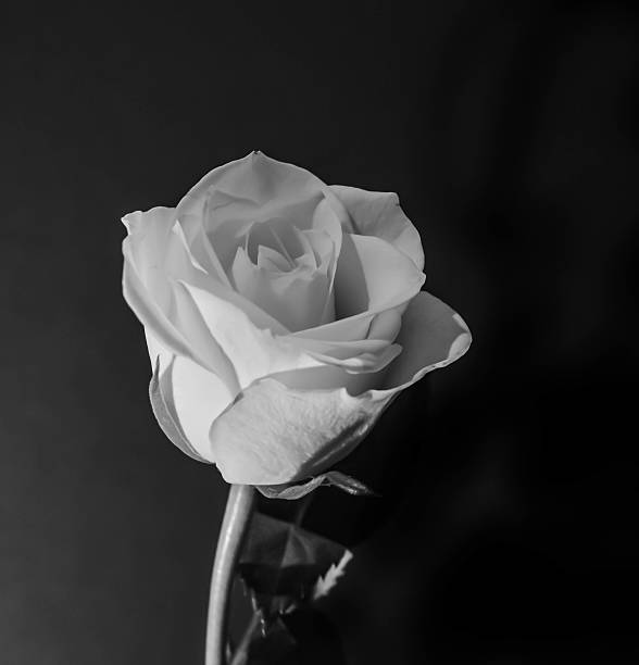 white rose black and white rose shot with kit lens english rose stock pictures, royalty-free photos & images