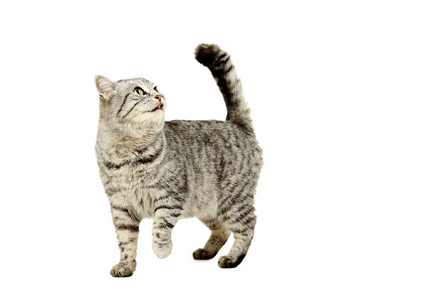 istock Beautiful cat isolated on a white 601905540