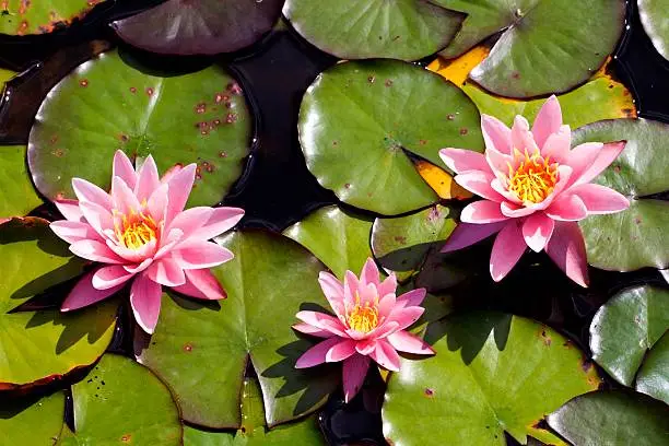 Vibrant pink Water lilies sitting amongst a bed of Lily pads