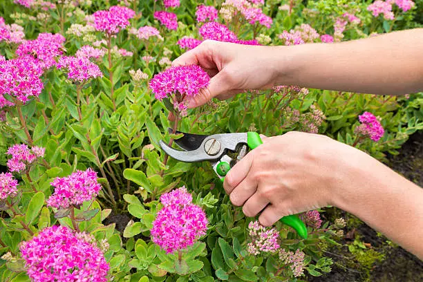 Two hands pruning sedum plant with secateurs.