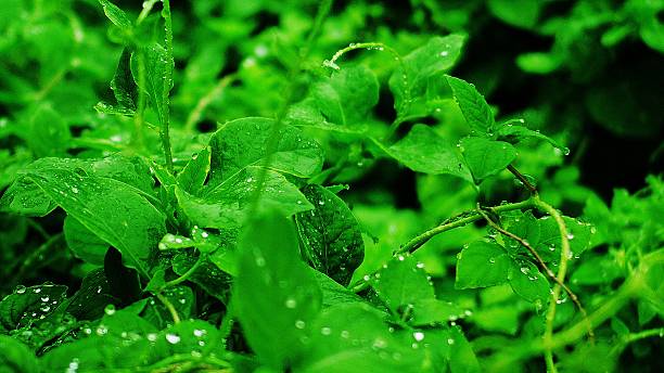 istock Like a jewel shining morning dew 601907072