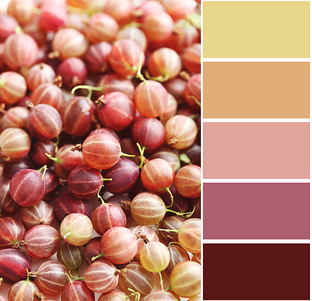 istock Ripe and sweet gooseberries fruit background with colour palette 601907100