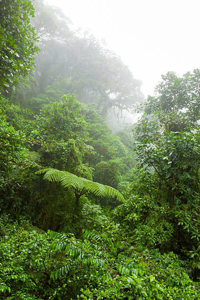 istock Misty rainforest in Monteverde cloud forest reserve 601907230