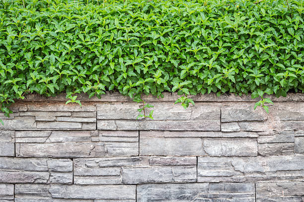 istock Pattern of natural stone wall and green ivy 601908010