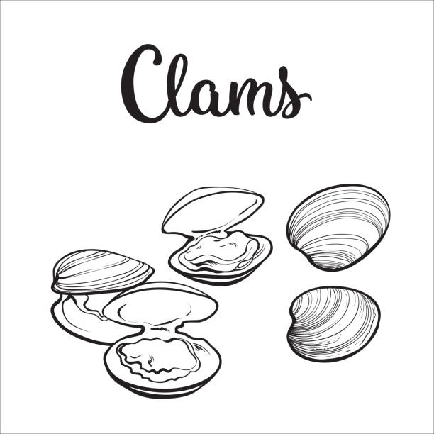 illustrations, cliparts, dessins animés et icônes de palourdes crues isolées sur fond blanc - clam