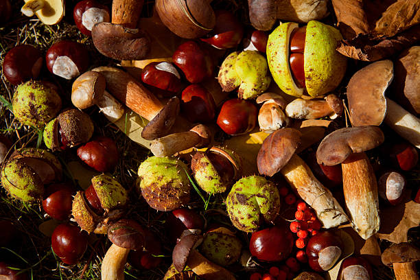 istock conkers mushrooms rowen foraging  -  autumn harvest 601910524
