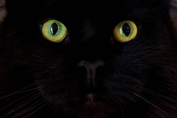 istock Bright green eyed black Maine Coon cat 601913730