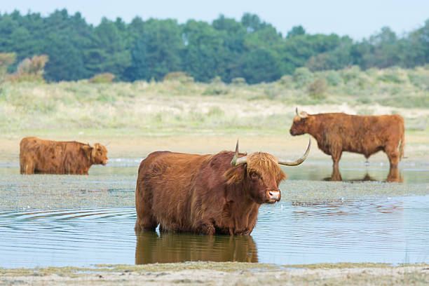 istock Highland cattle standing in small lakes 601914272