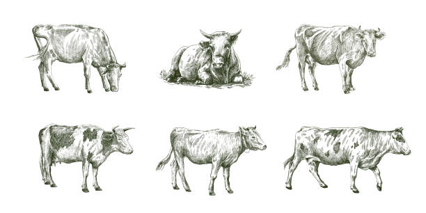 sketches of cows drawn by hand. livestock. cattle. animal grazing sketches of cows drawn by hand on a white background. livestock. cattle. animal grazing cow drawings stock illustrations