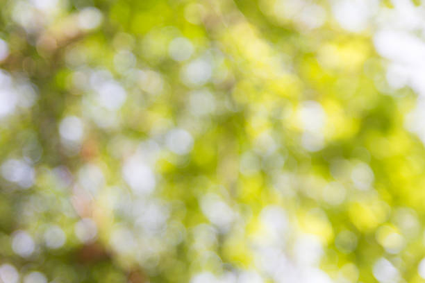 istock Abstract natural bokeh background, blurred bokeh 601915936