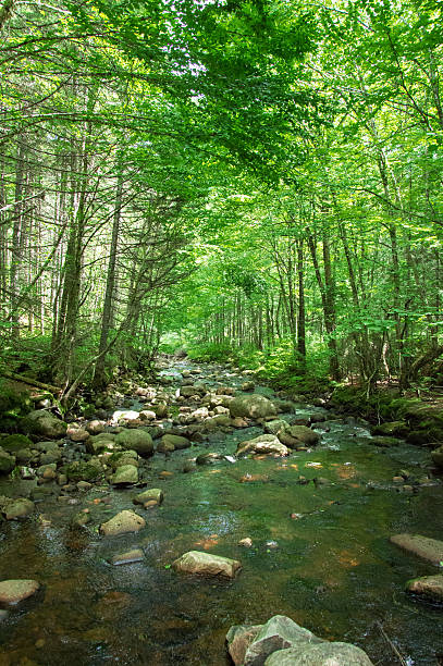 istock River in the forest, Jacques Cartier 601916746