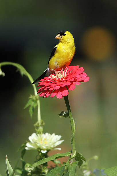 istock Goldfinch on Zinnia 601917636