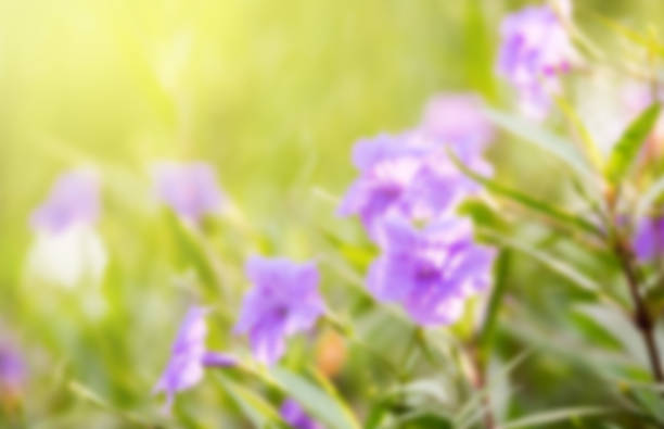 sweet dreamy and de-focused ,  Ruellia tuberosa flower filed and Bokeh light background