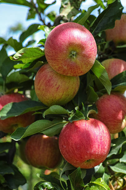 istock Ripe red organic apples on the tree 601919312