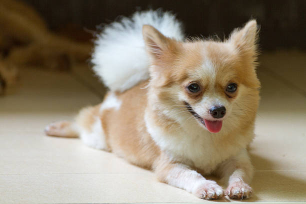 istock Chihuahua Puppy Dog 601919350