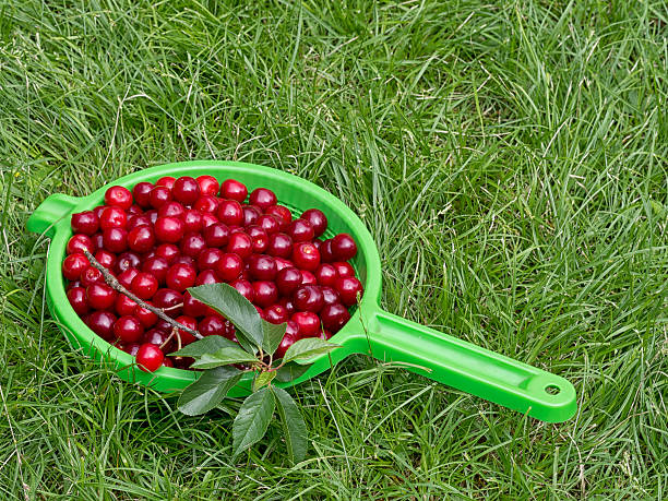 istock Fresh picked sour cherries, Prunus cerasus. 601921382