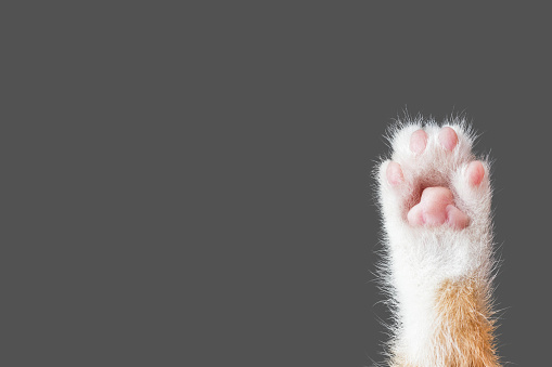 cute cat paw on dark gray background with copy space