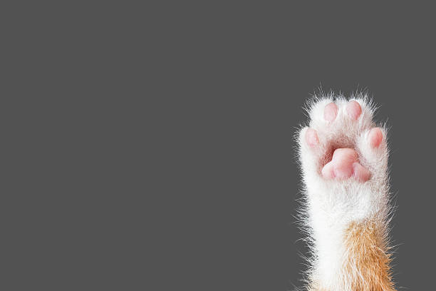 cute cat paw on dark gray background cute cat paw on dark gray background with copy space grey cat white paws stock pictures, royalty-free photos & images