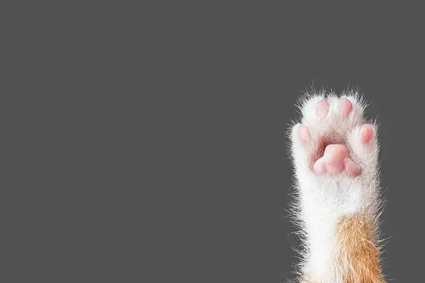 Photo of cute cat paw on dark gray background