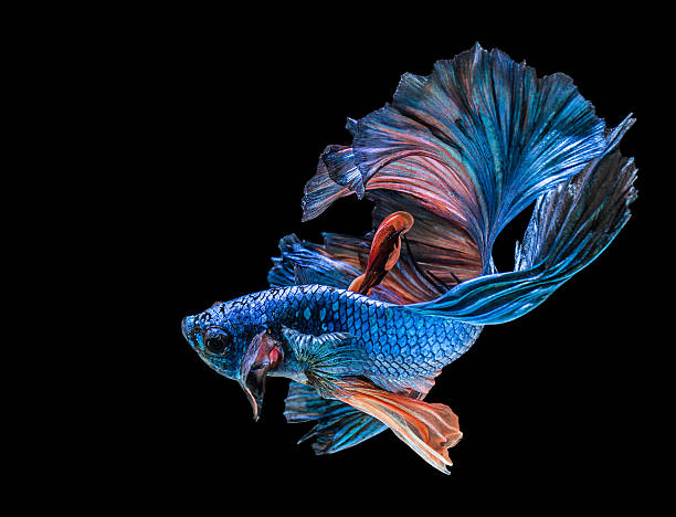 abstrack beautiful of siam Betta fish in thailand abstrack beautiful of siam Betta fish in thailand on black background siamese fighting fish stock pictures, royalty-free photos & images
