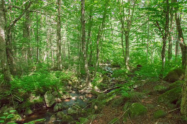 River in the forest, Jacques Cartier National Park, Quebec