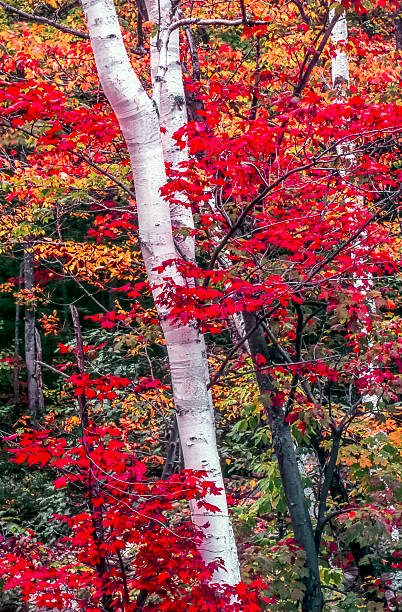 autunno nella foresta - betula papyrifera foto e immagini stock