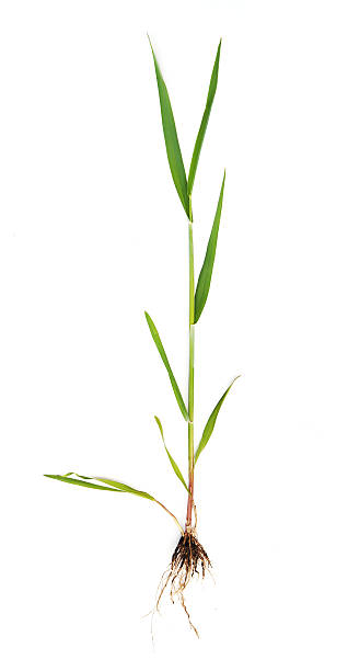 Cтоковое фото Пшеница проросток