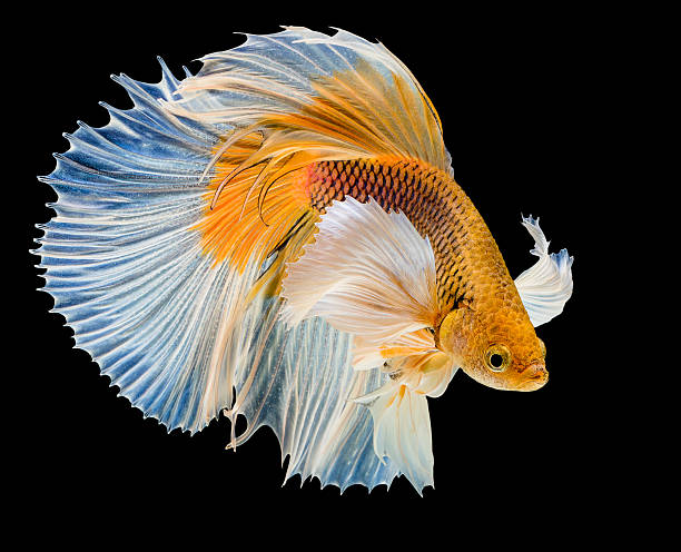 peixe siameses branco e amarelo siamese - siamese fighting fish aquarium fish isolated - fotografias e filmes do acervo