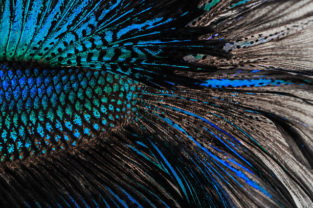istock wallpaper of betta 601925108