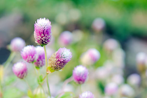 istock Globe Amaranth Flower with selective focus and blurred backgroun 601925300