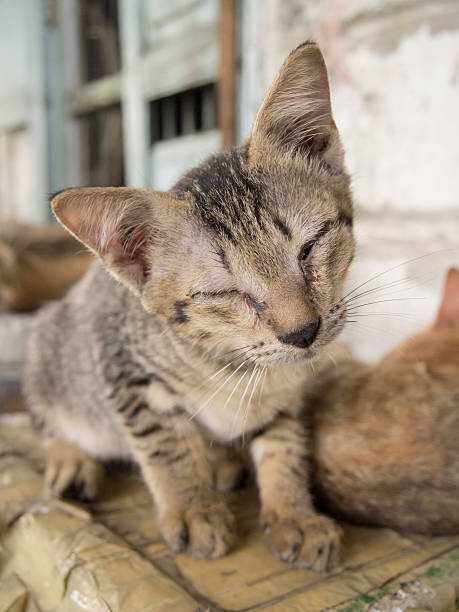 istock Cat portrait with closed eyes. 601925530