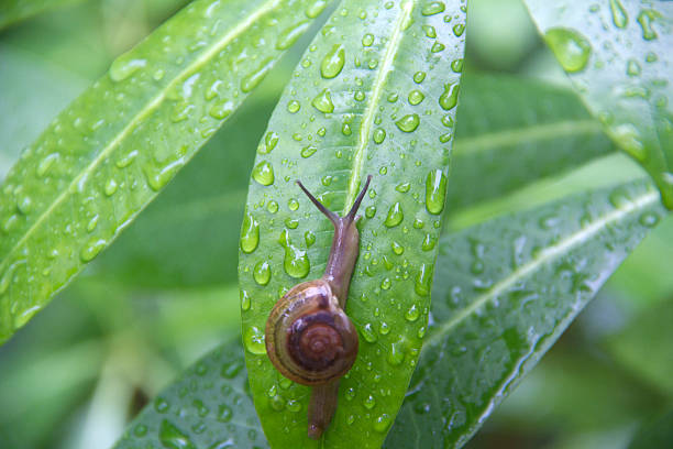 istock Close up of a snail on the leave 601925954